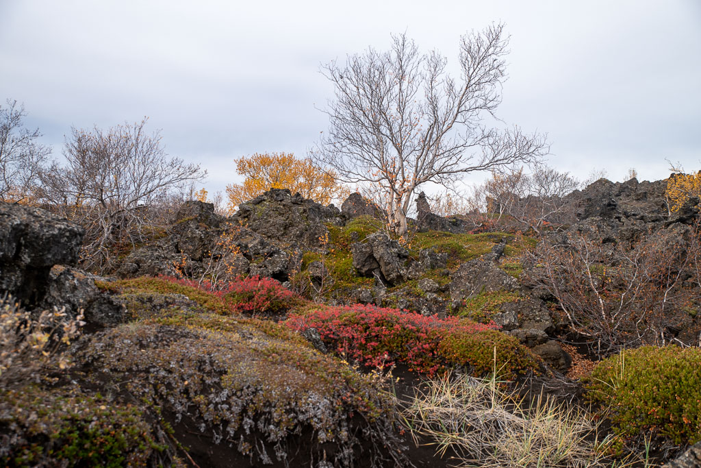 Pentax K-1 / 21 Pentax K-1   21