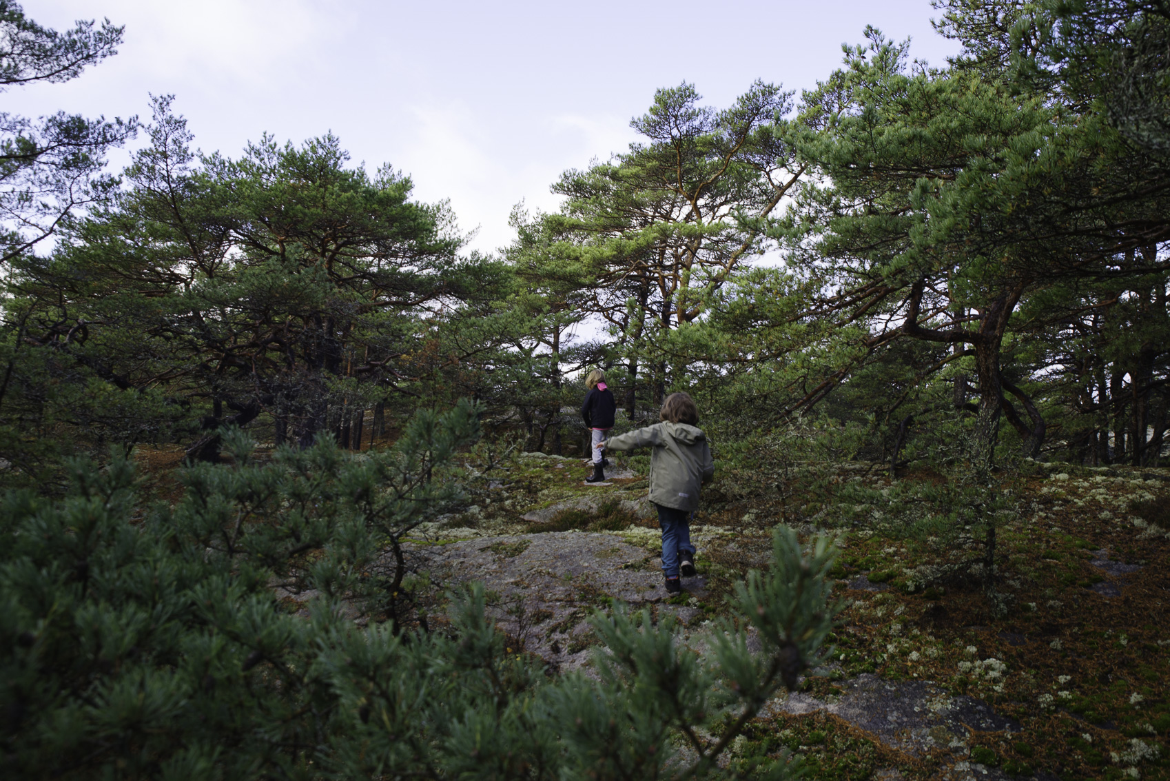 Pentax K-1 / 27 Pentax K-1   27