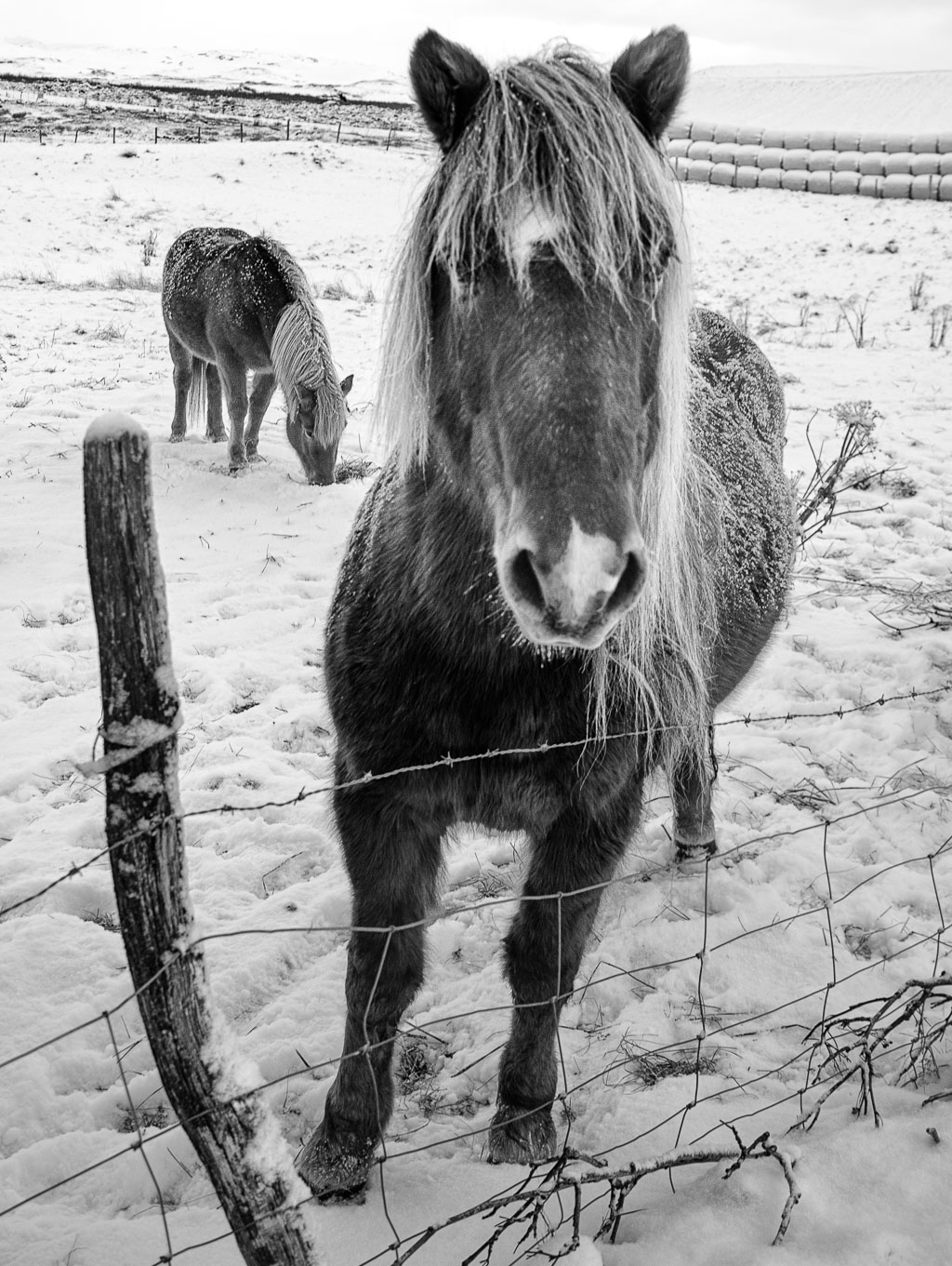 Pentax K-1 / 14 Pentax K-1   14