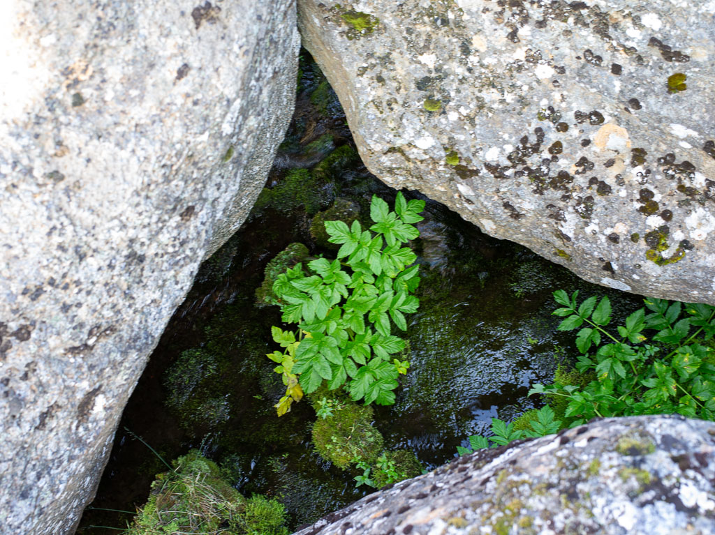 Pentax 645D / 20 Pentax 645D   20