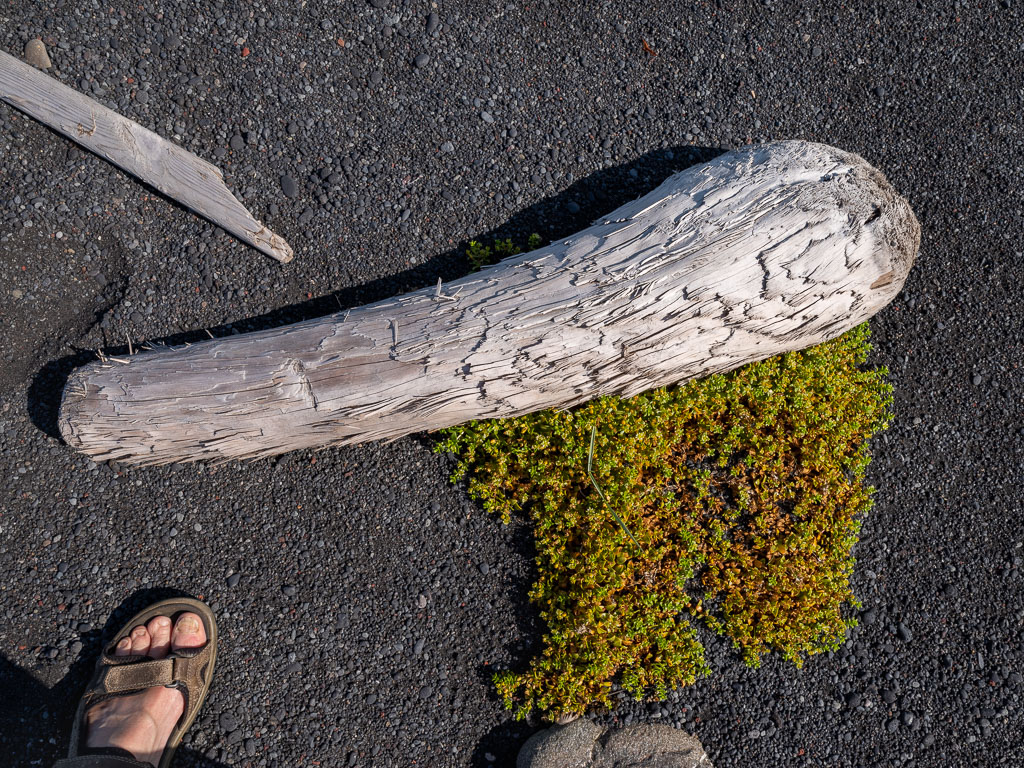 Pentax K-1 / 1 Pentax K-1   1