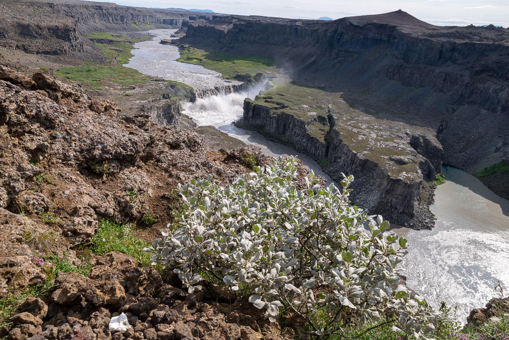 Pentax K-1 / 1 Pentax K-1   1
