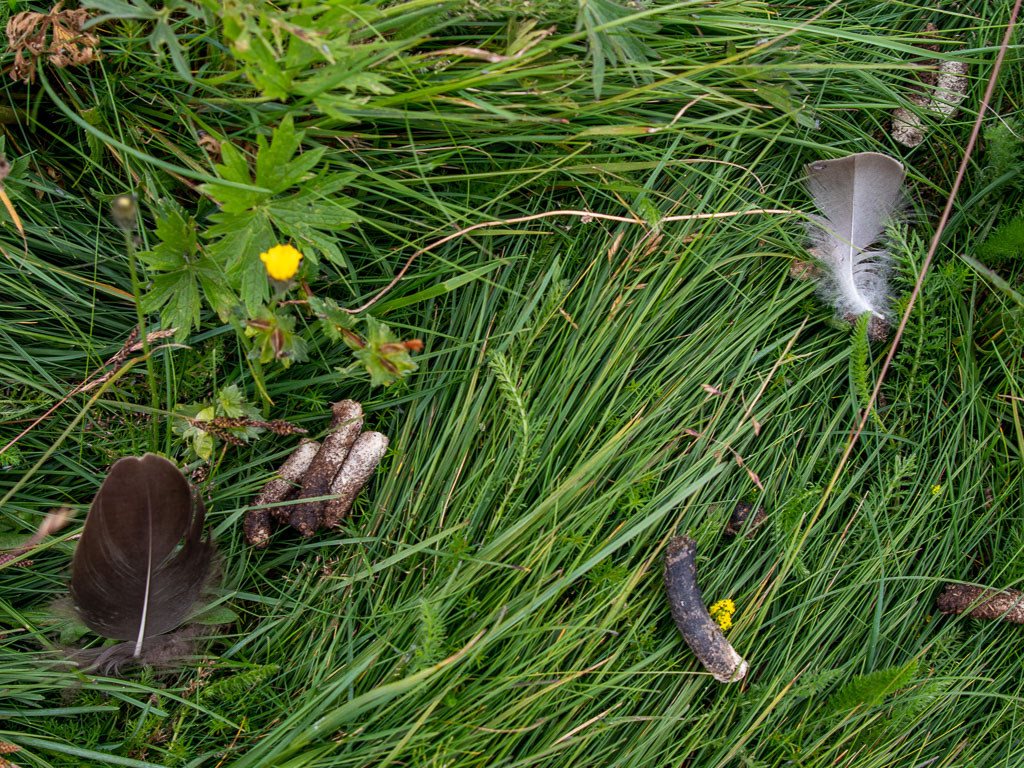 Pentax K-1 / 6 Pentax K-1   6