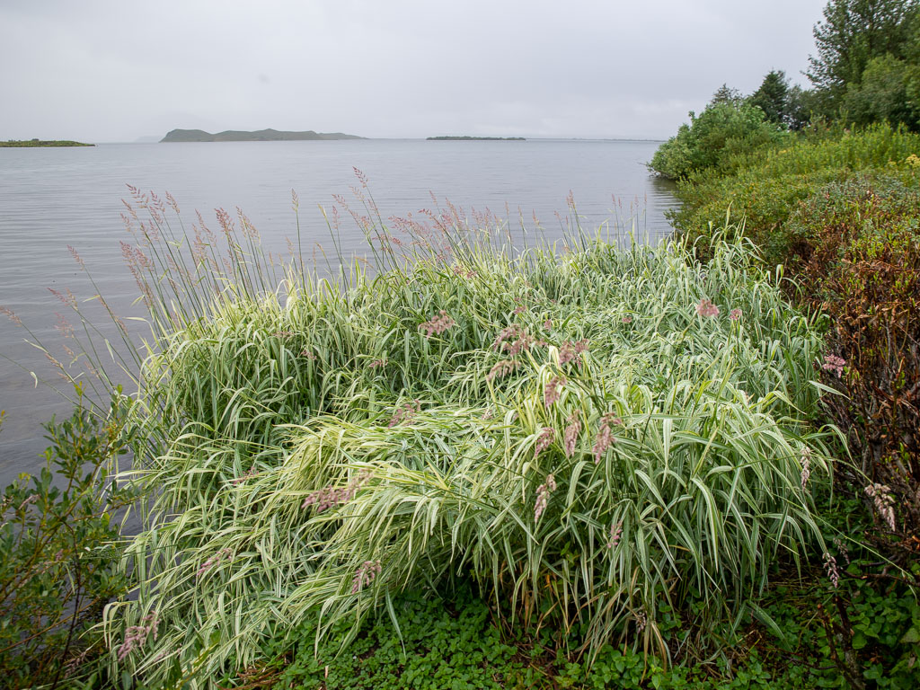 Pentax K-1 / 15 Pentax K-1   15