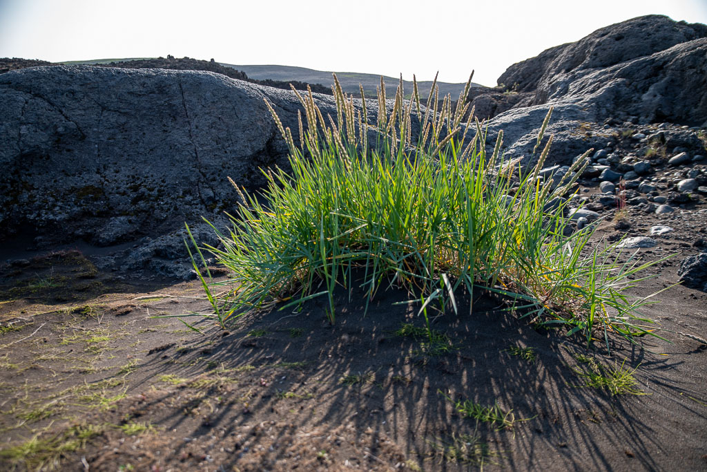 Pentax K-1 / 20 Pentax K-1   20