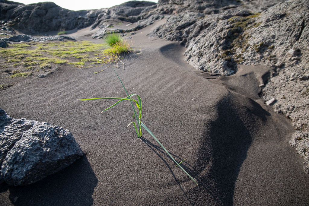 Pentax K-1 / 20 Pentax K-1   20