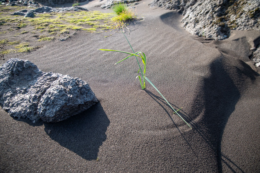 Pentax K-1 / 20 Pentax K-1   20