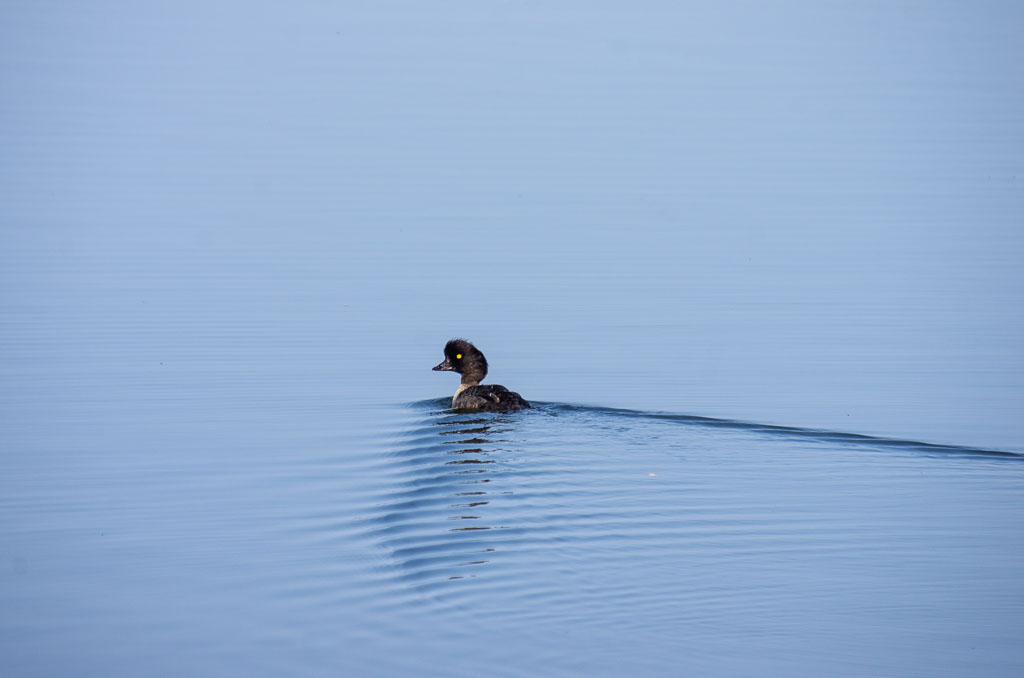 Pentax K-5 / 20 Pentax K-5   20