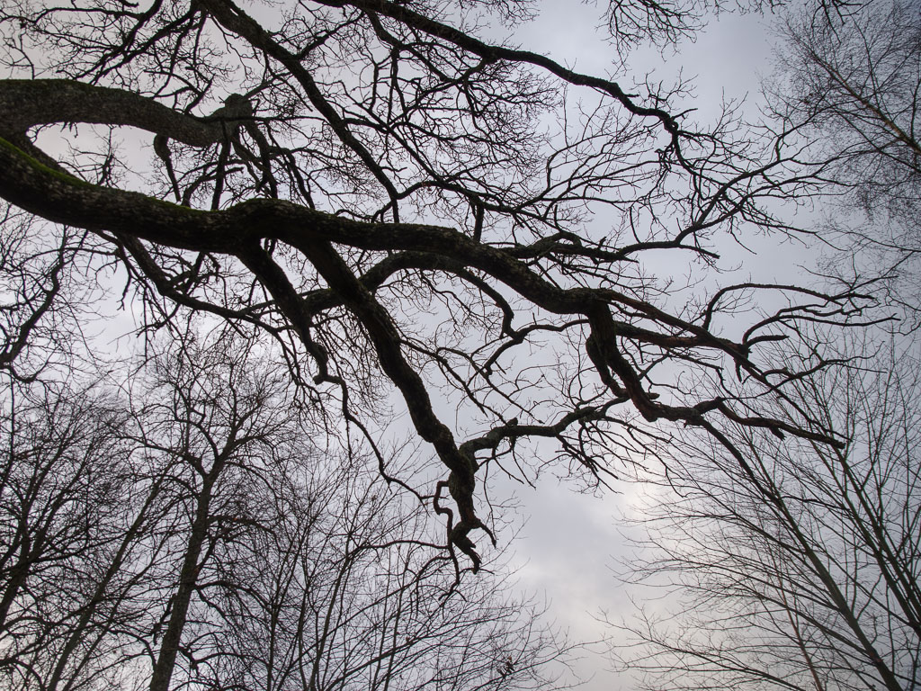 Pentax K-1 / 16 Pentax K-1   16