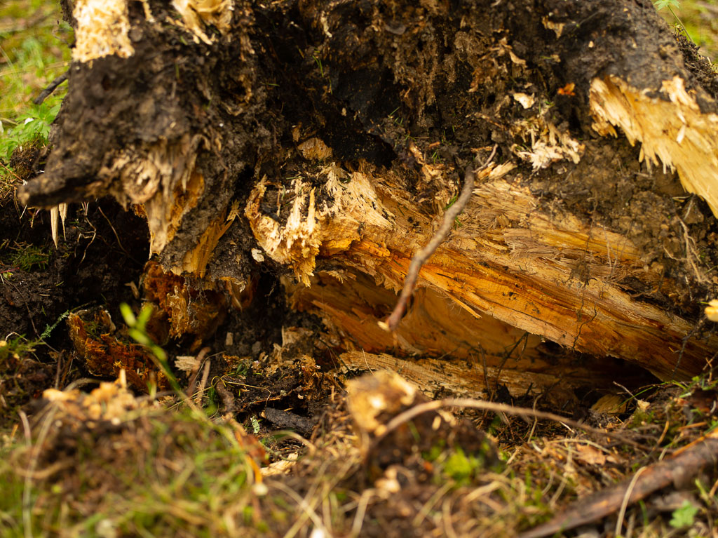 Pentax 645D / 1 Pentax 645D   1