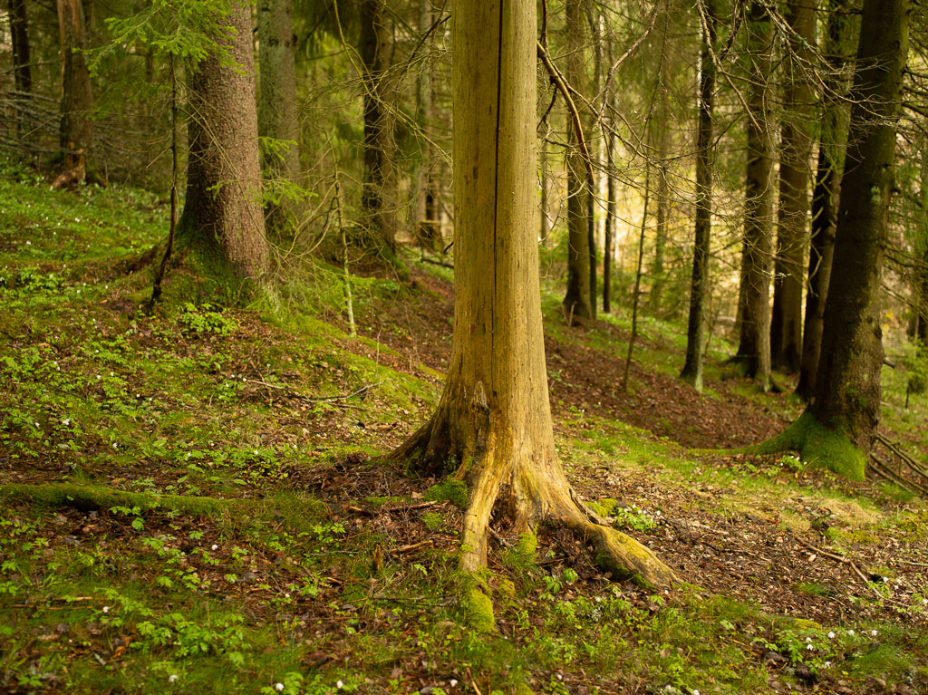 Pentax 645D / 1 Pentax 645D   1