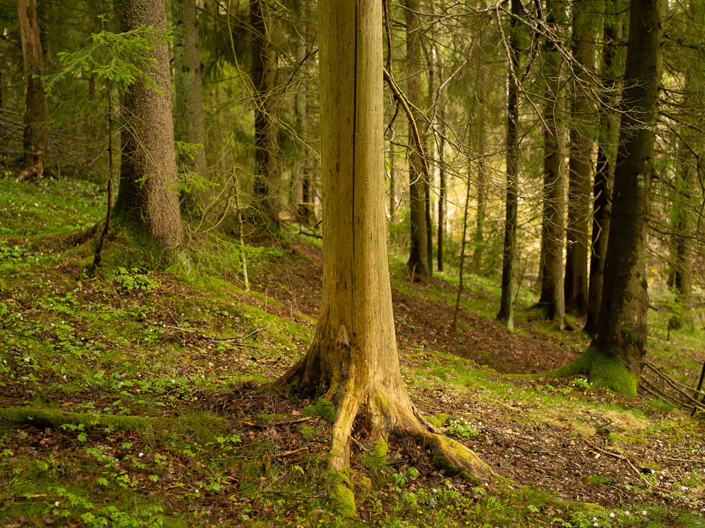 Pentax 645D / 1 Pentax 645D   1