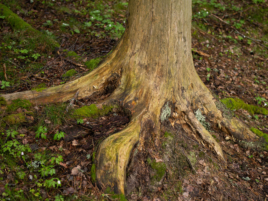 Pentax 645D / 1 Pentax 645D   1