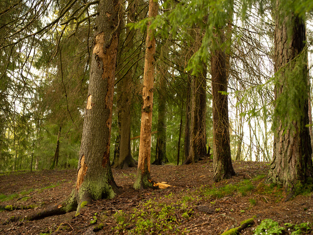 Pentax 645D / 1 Pentax 645D   1