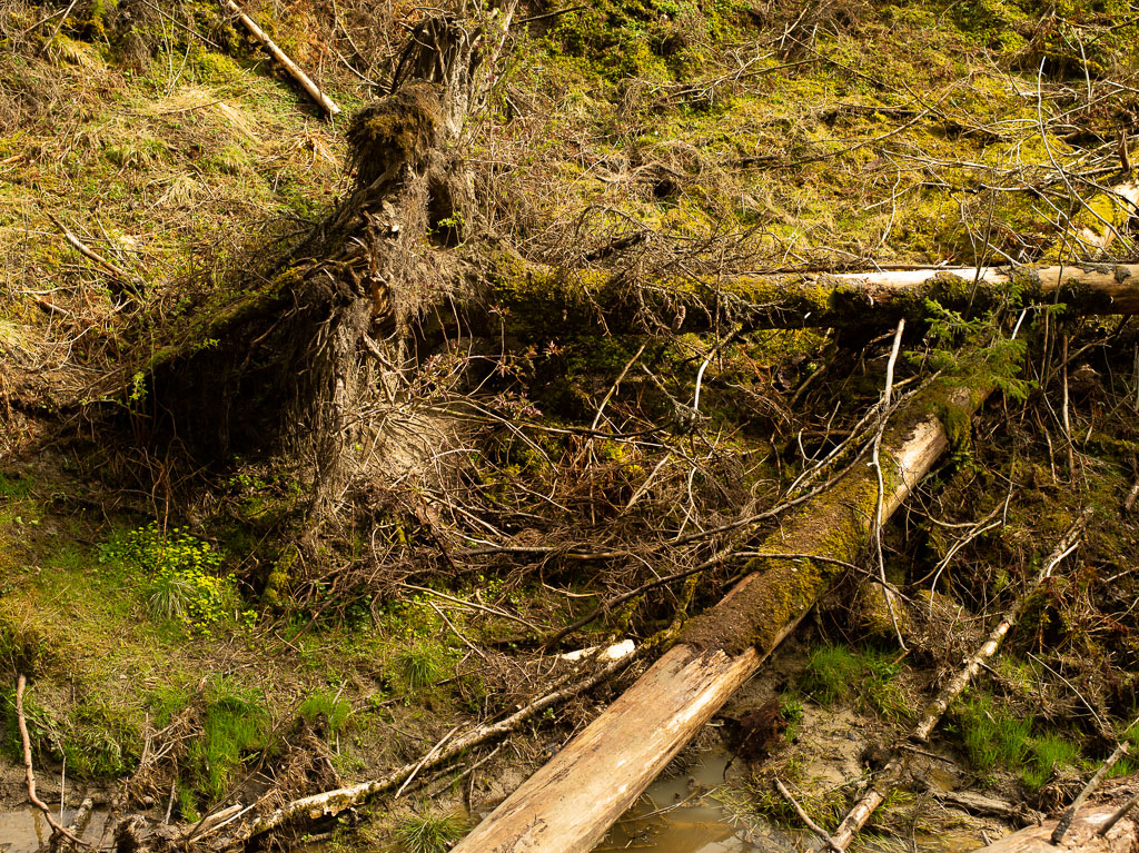 Pentax 645D / 1 Pentax 645D   1