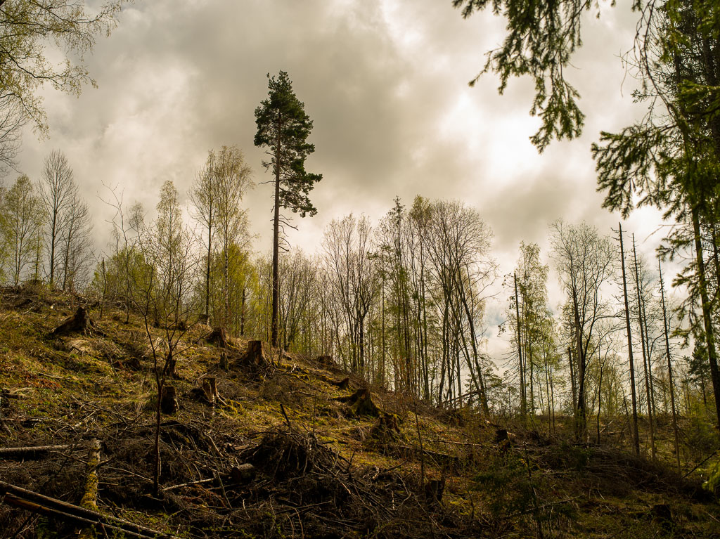 Pentax 645D / 1 Pentax 645D   1