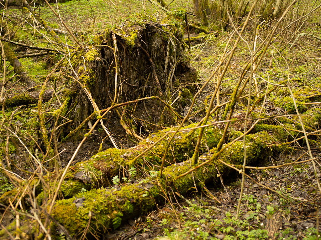 Pentax 645D / 1 Pentax 645D   1