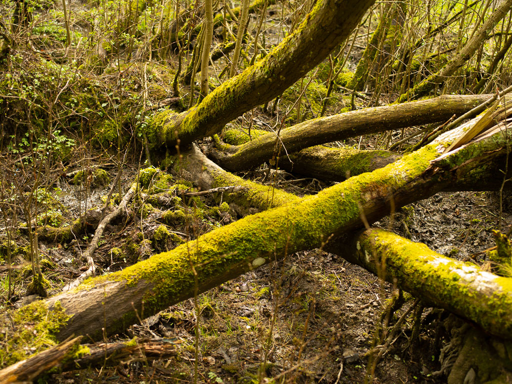 Pentax 645D / 1 Pentax 645D   1