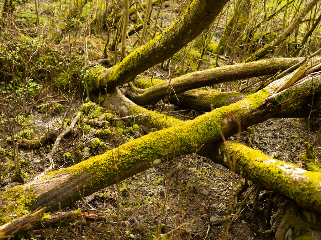 Pentax 645D / 1 Pentax 645D   1