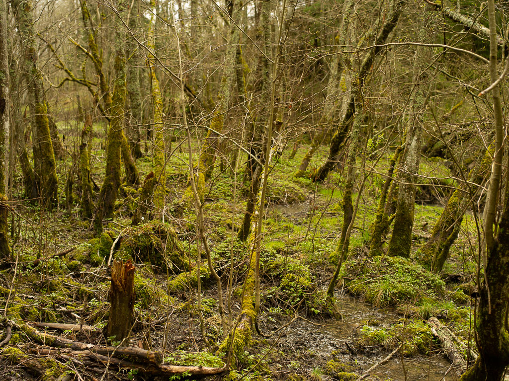 Pentax 645D / 1 Pentax 645D   1