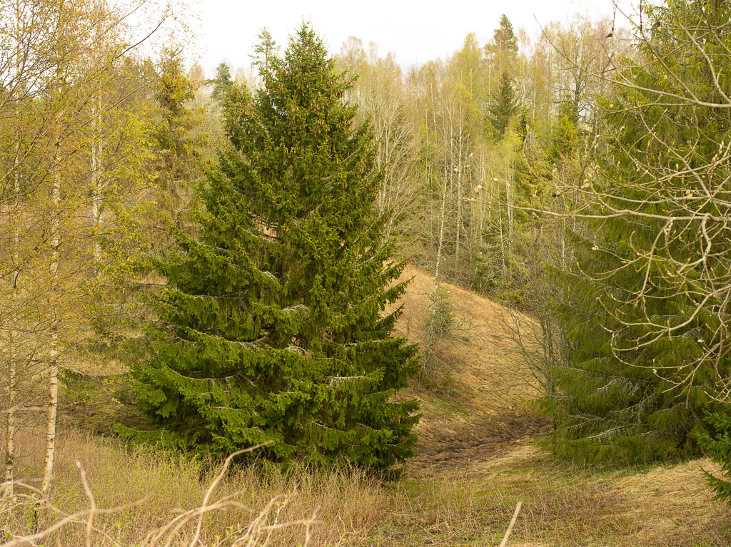 Pentax 645D / 1 Pentax 645D   1