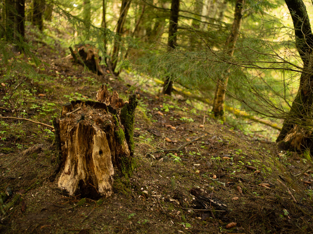 Pentax 645D / 1 Pentax 645D   1