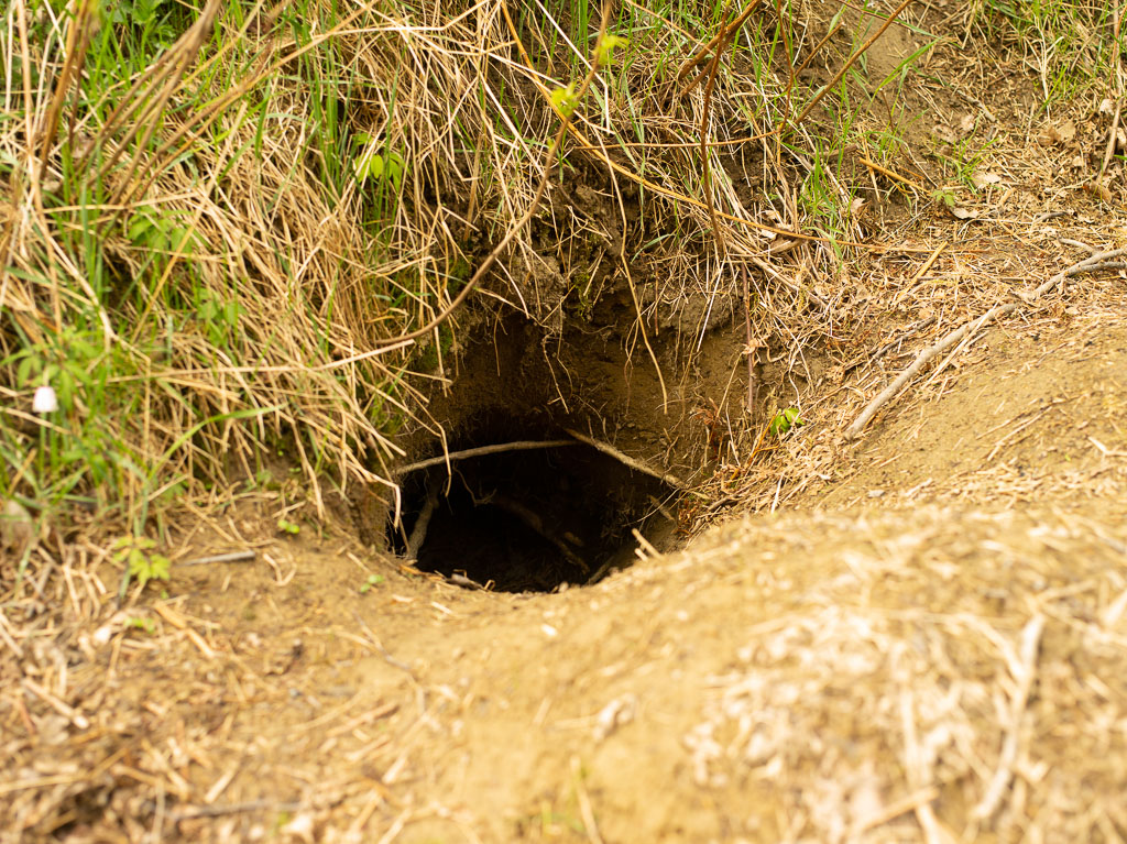 Pentax 645D / 1 Pentax 645D   1