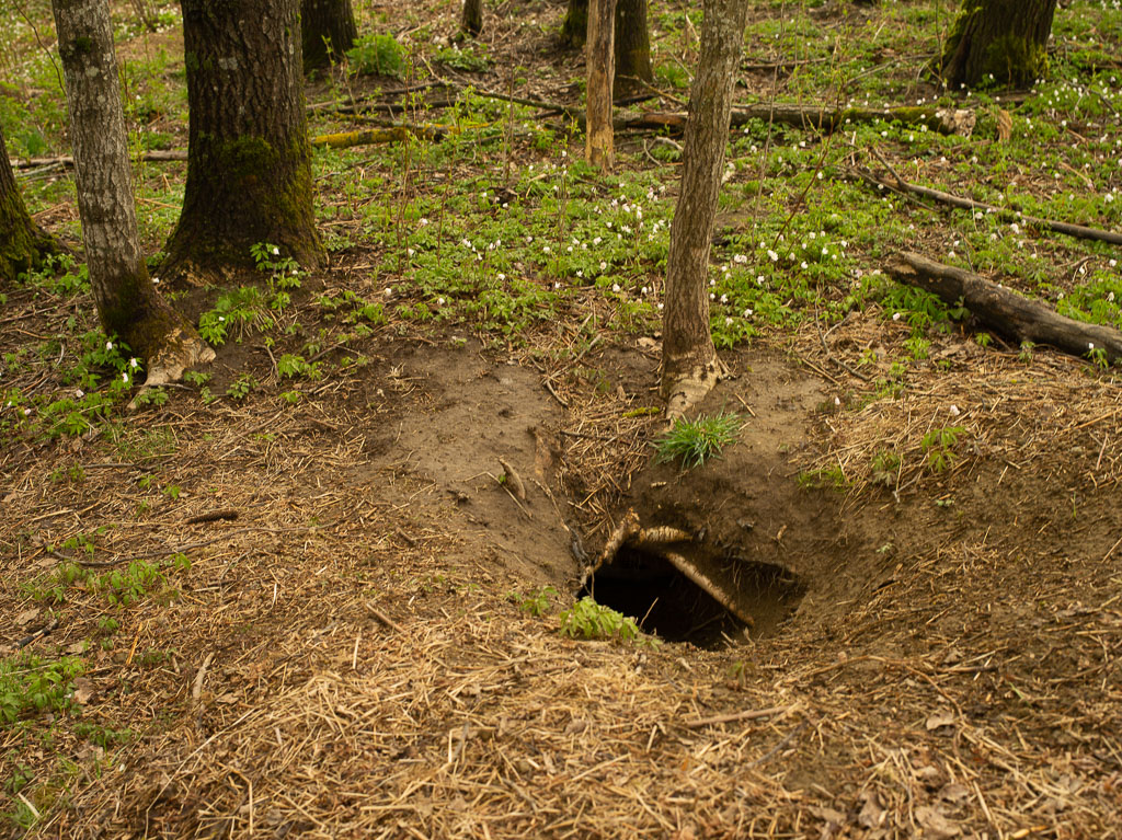 Pentax 645D / 1 Pentax 645D   1