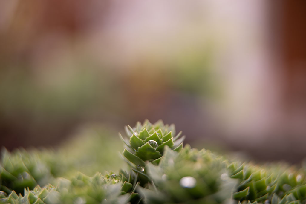 Pentax K-1 / 1 Pentax K-1   1