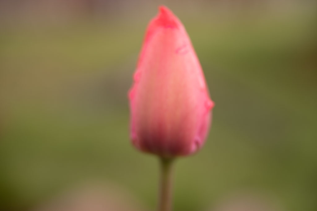 Pentax K-1 / 1 Pentax K-1   1