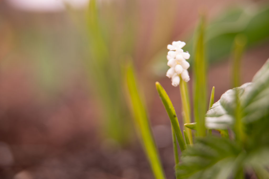 Pentax K-1 / 1 Pentax K-1   1