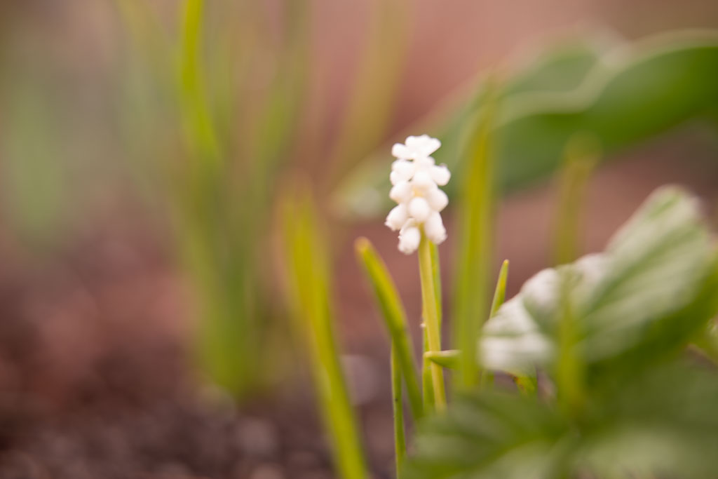 Pentax K-1 / 1 Pentax K-1   1