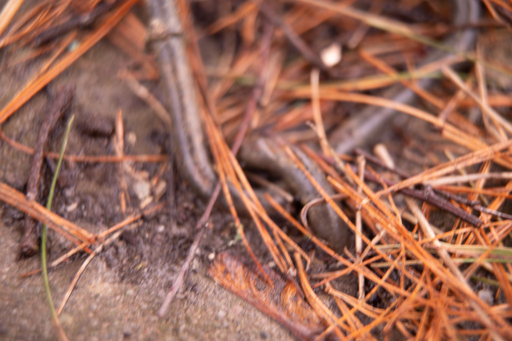 Pentax K-1 / 1 Pentax K-1   1