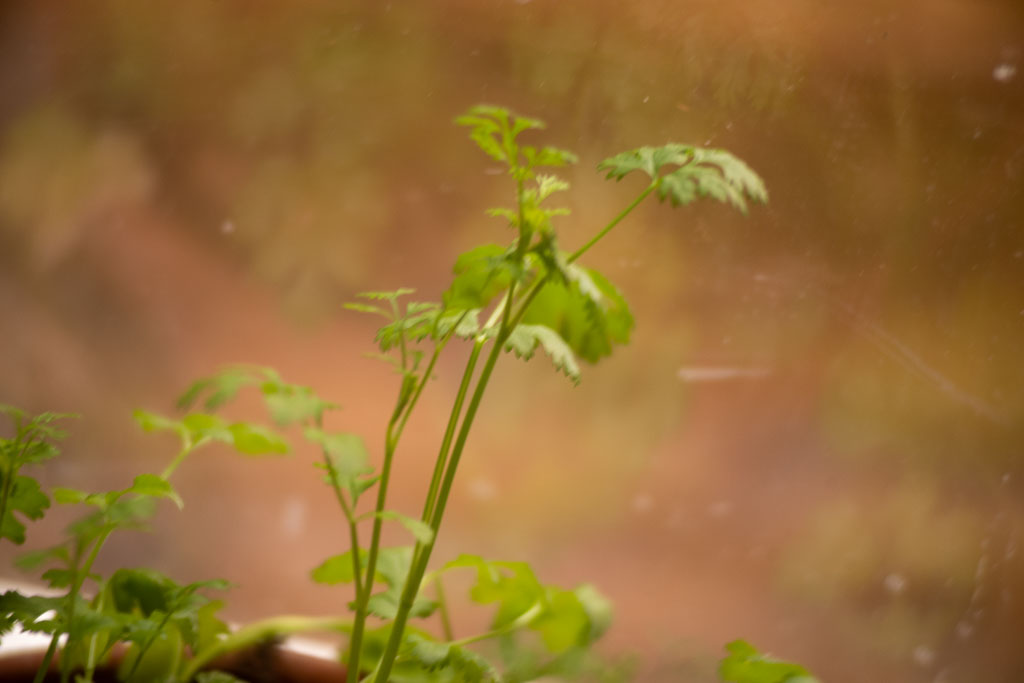 Pentax K-1 / 1 Pentax K-1   1