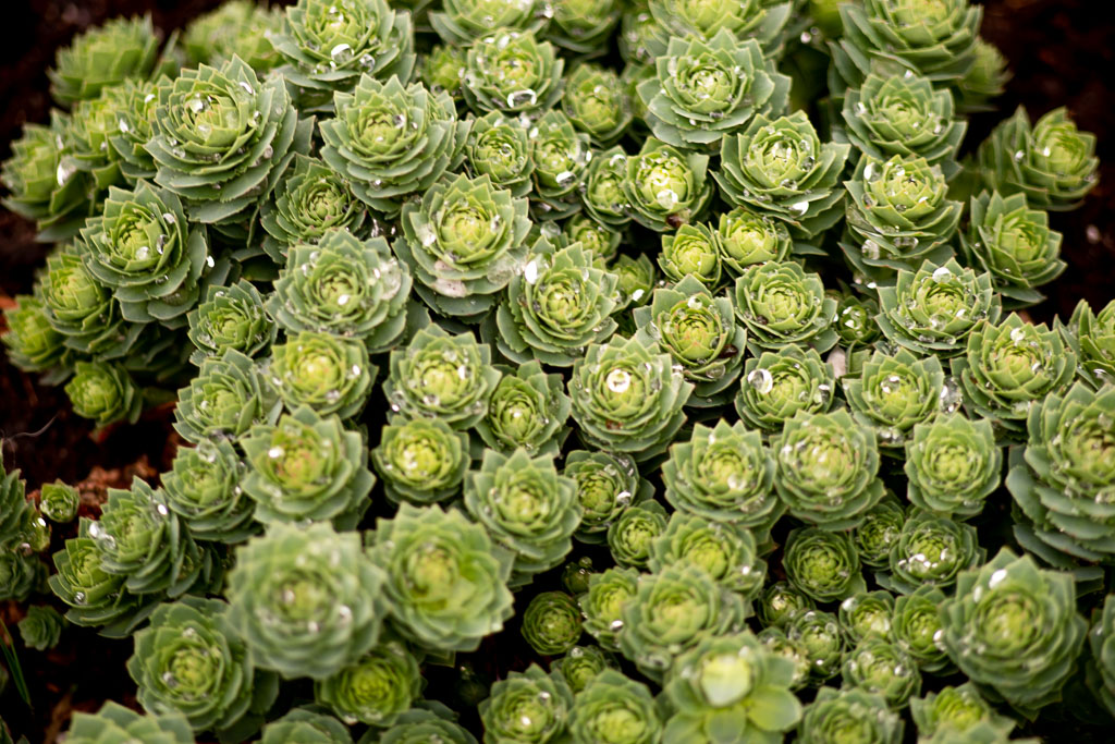 Pentax K-1 / 1 Pentax K-1   1