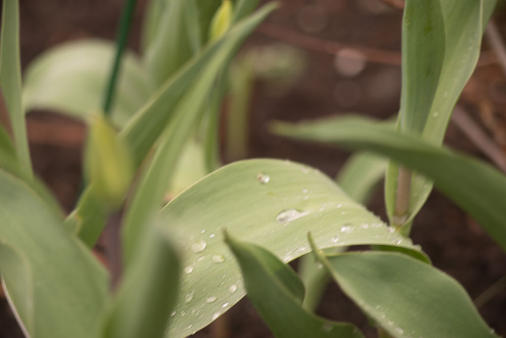 Pentax K-1 / 1 Pentax K-1   1