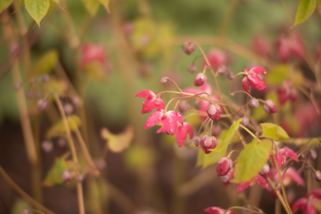 Pentax K-1 / 1 Pentax K-1   1