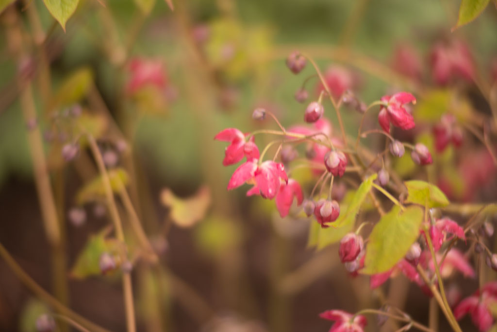 Pentax K-1 / 1 Pentax K-1   1