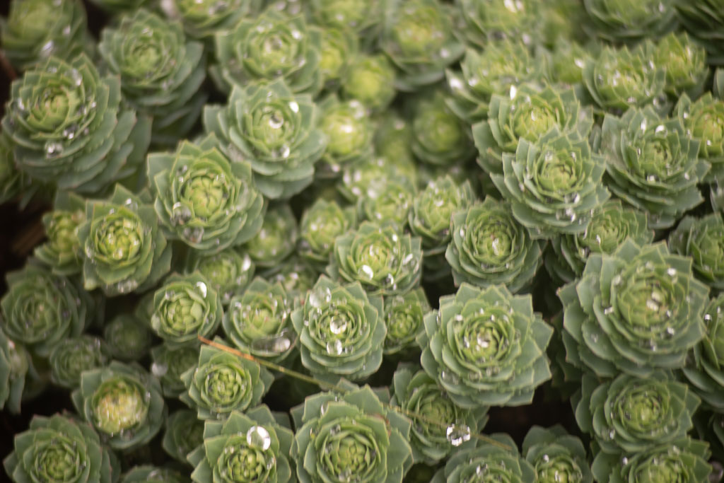 Pentax K-1 / 1 Pentax K-1   1