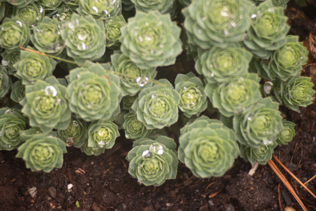 Pentax K-1 / 1 Pentax K-1   1