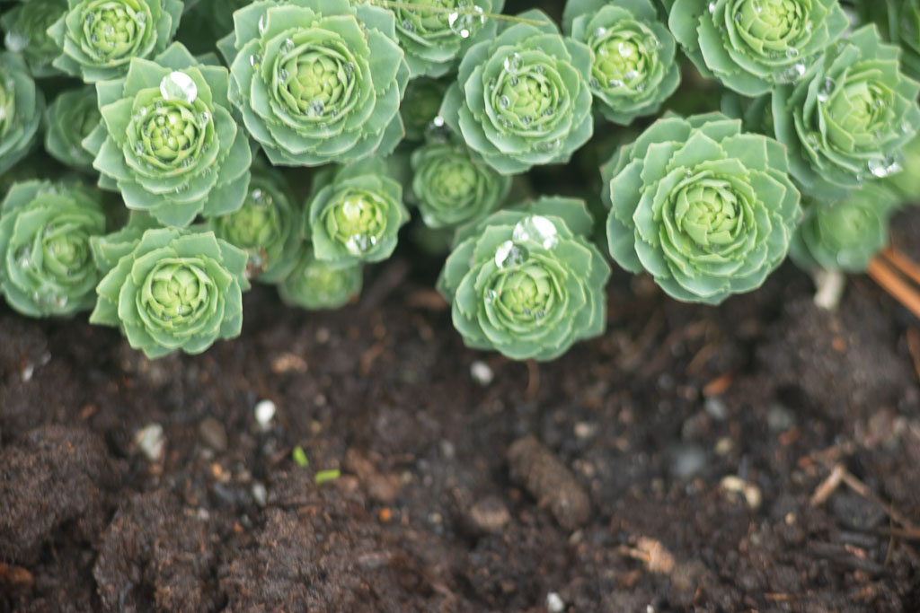 Pentax K-1 / 1 Pentax K-1   1