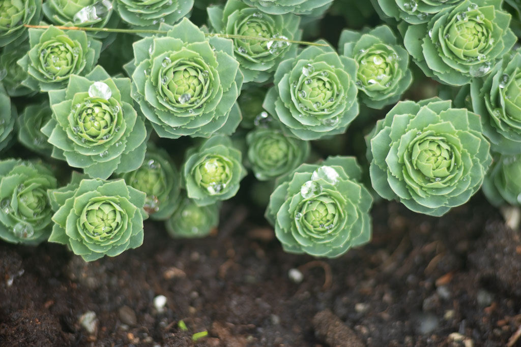 Pentax K-1 / 1 Pentax K-1   1