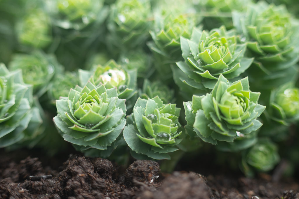 Pentax K-1 / 1 Pentax K-1   1