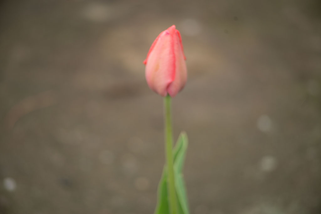 Pentax K-1 / 1 Pentax K-1   1