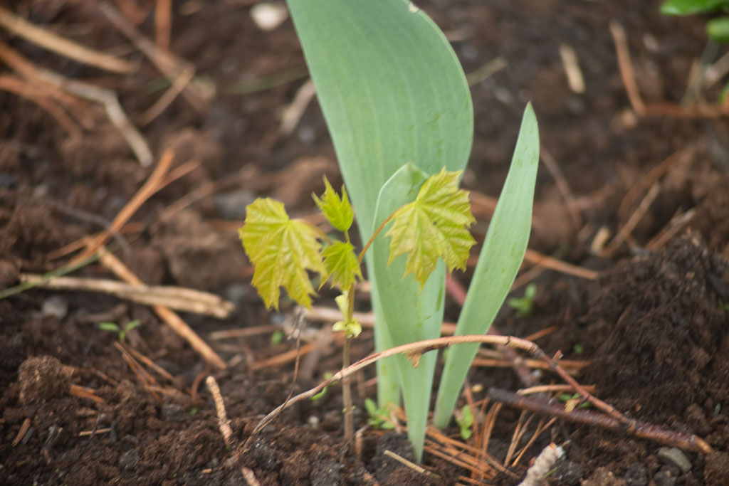Pentax K-1 / 1 Pentax K-1   1