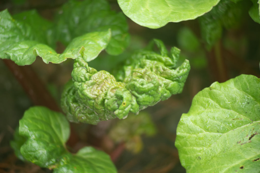 Pentax K-1 / 1 Pentax K-1   1