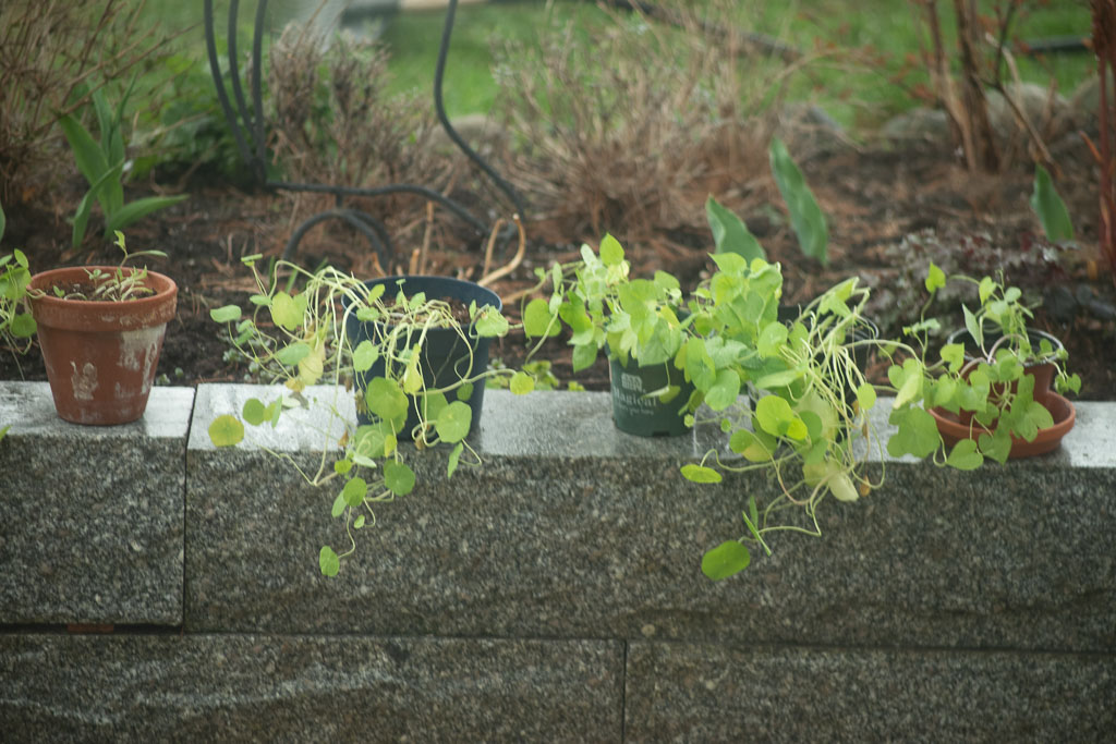 Pentax K-1 / 1 Pentax K-1   1