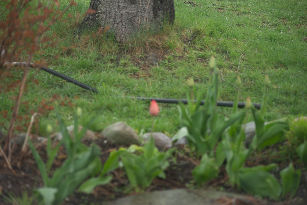 Pentax K-1 / 1 Pentax K-1   1