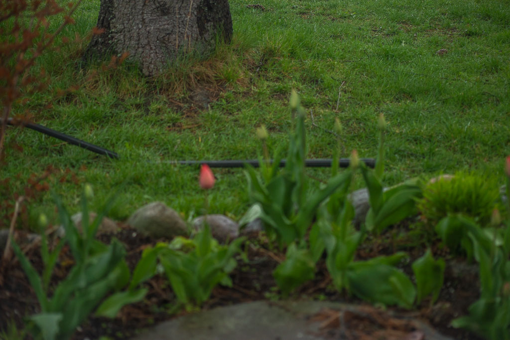 Pentax K-1 / 1 Pentax K-1   1