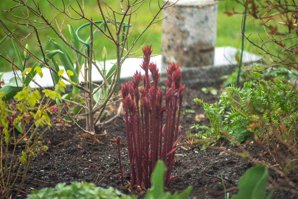 Pentax K-1 / 1 Pentax K-1   1